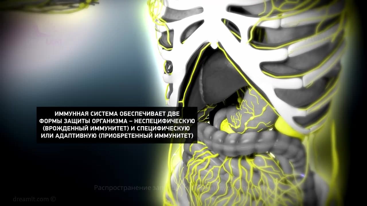 Патология иммунной системы