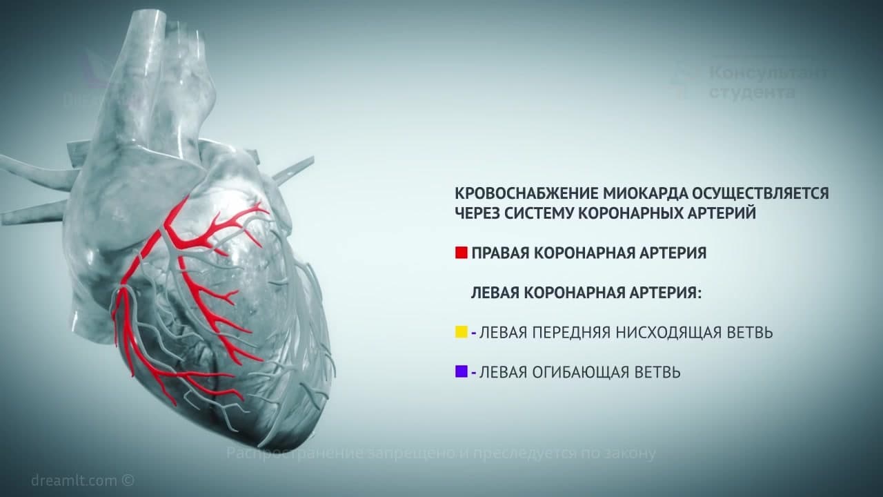 Ишемическая болезнь сердца этиология, патогенез и клиническая картина