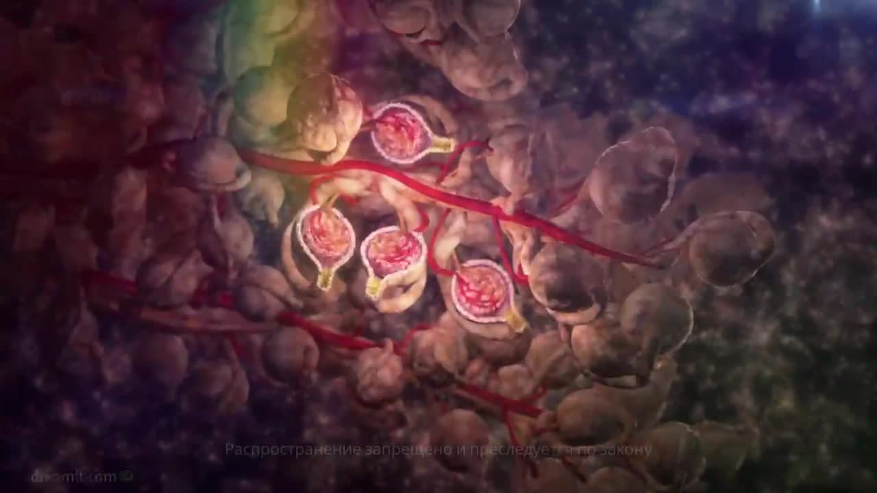 Болезни почек