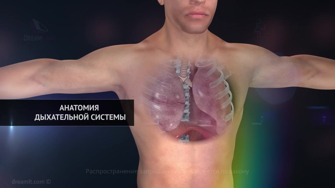 Рак легких: анатомия и классификация